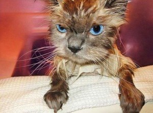 angry_wet_cat